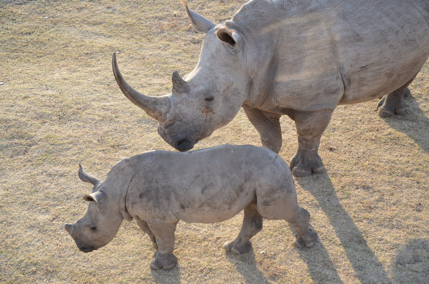 SuperBlocco doneert voor neushoorn