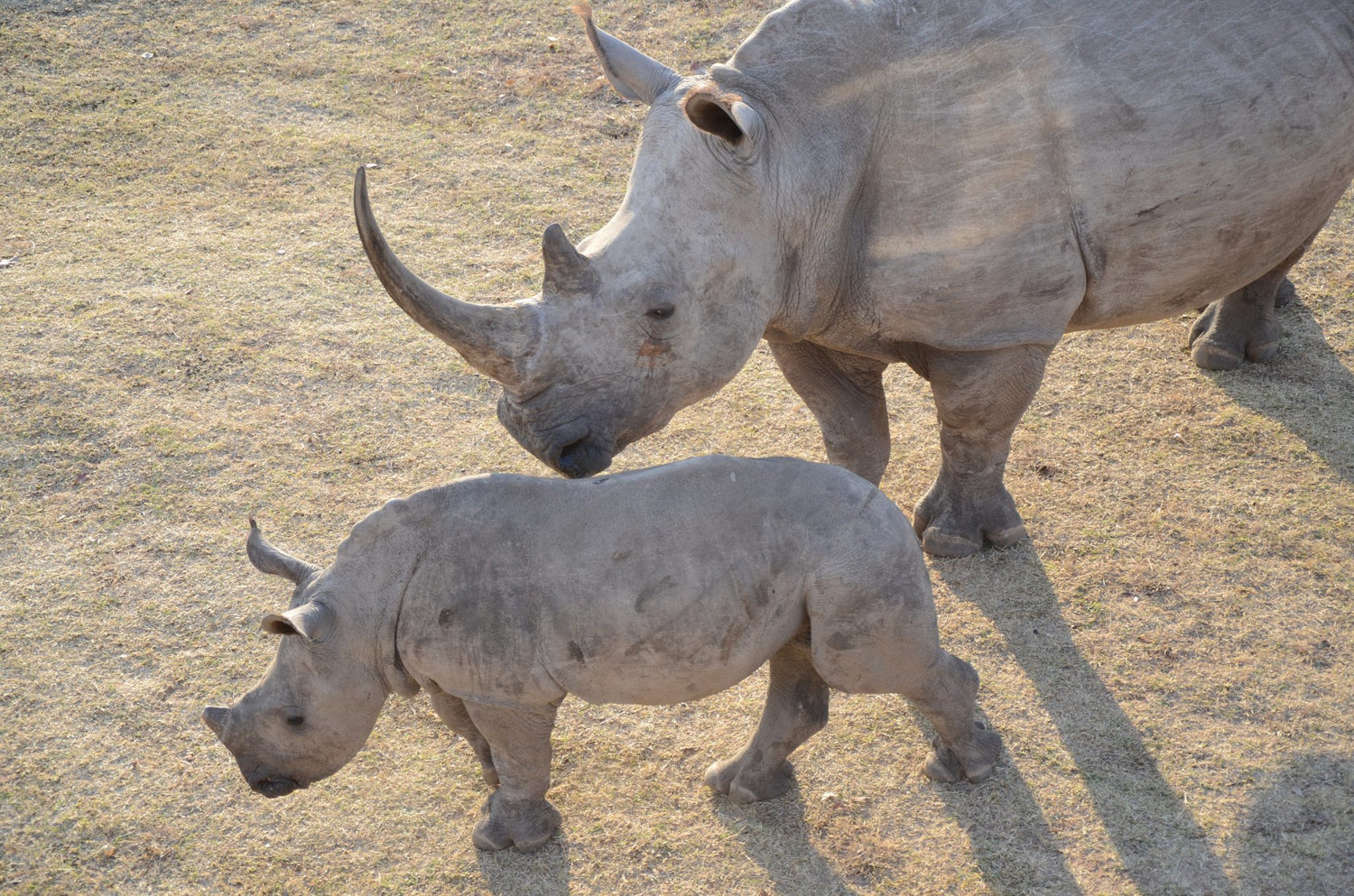 SuperBlocco dona ai rinoceronti